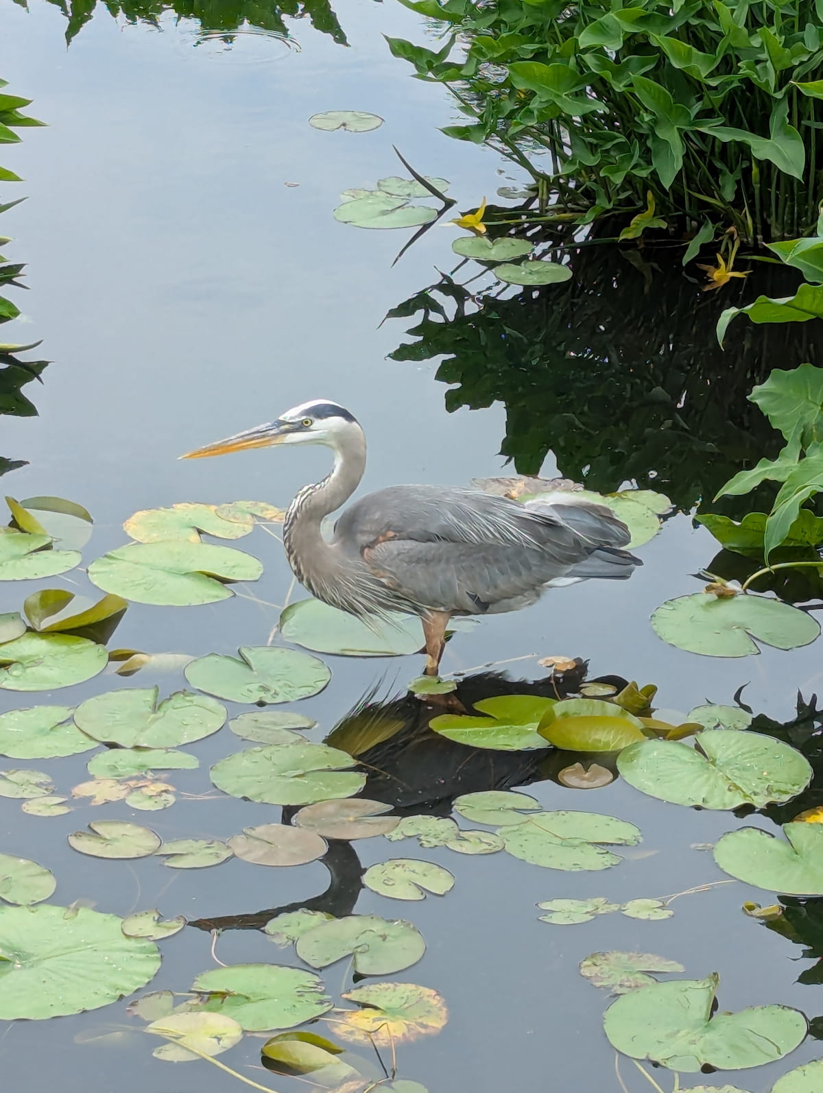 Heron