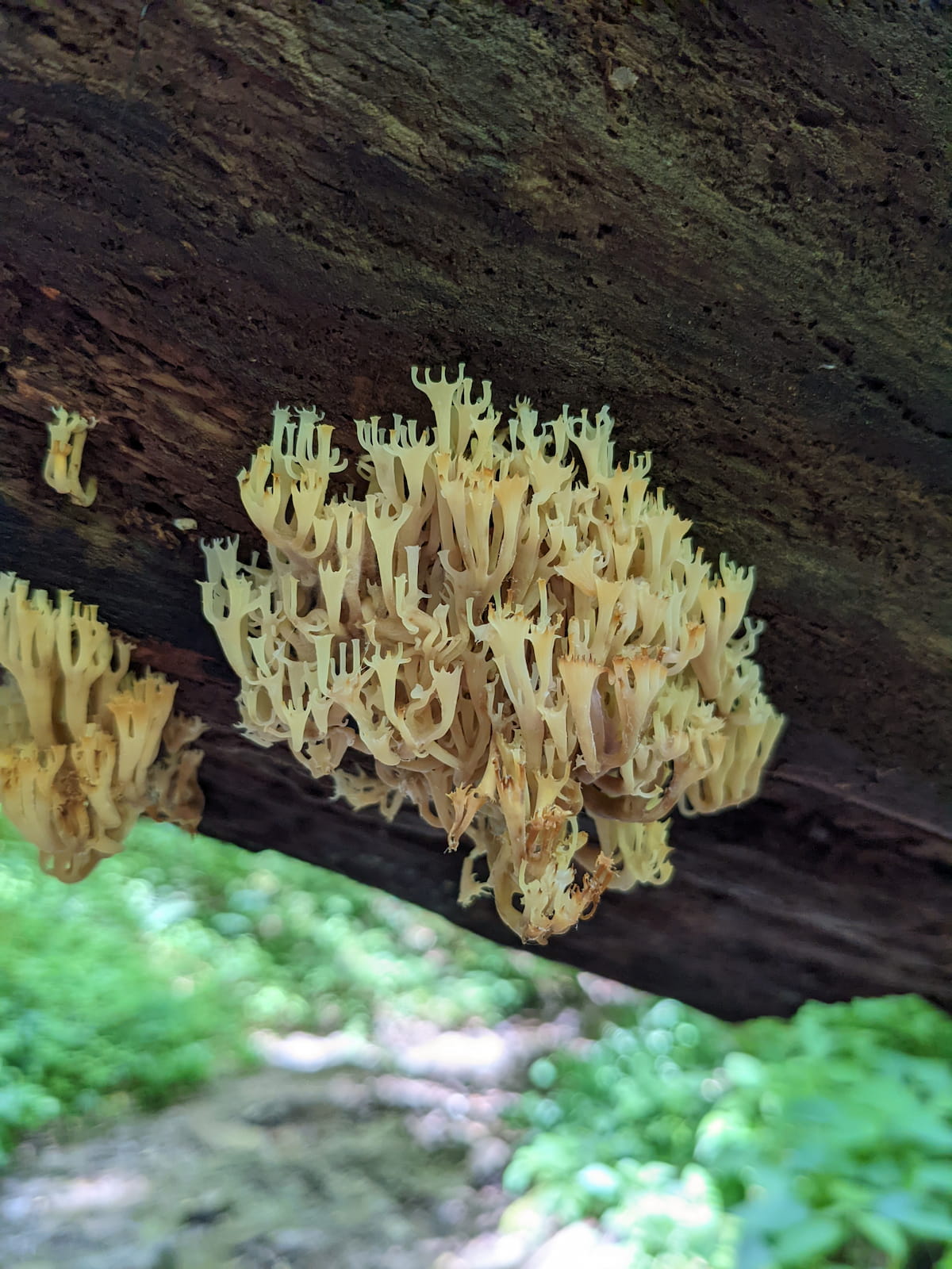 Crown tipped coral fungus