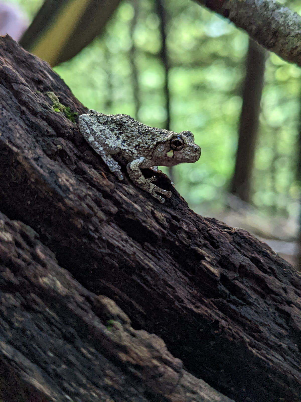 Gray tree frog