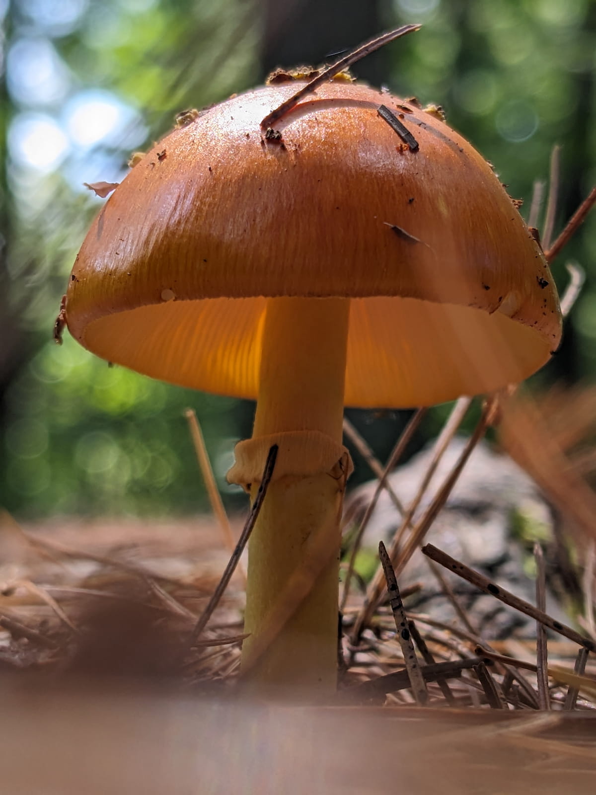 Mushroom